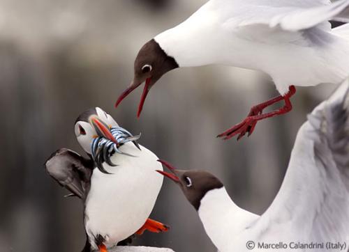 Лучшие снимки фотографов-натуралистов 2010