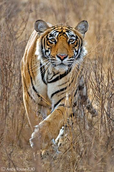 Лучшие снимки фотографов-натуралистов 2010