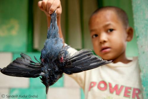 Лучшие снимки фотографов-натуралистов 2010