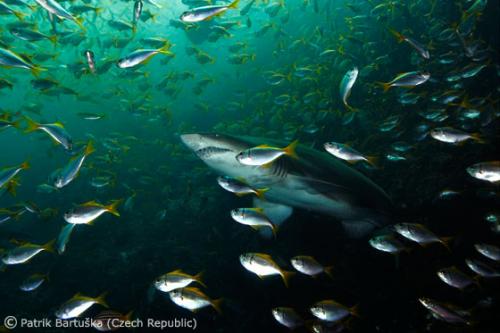 Лучшие снимки фотографов-натуралистов 2010