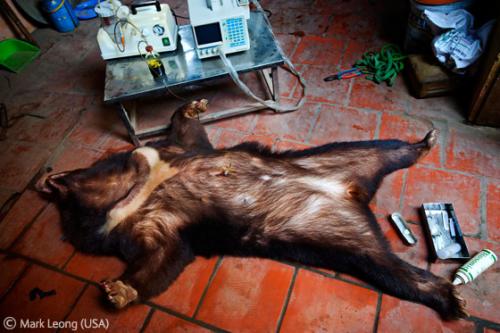 Лучшие снимки фотографов-натуралистов 2010