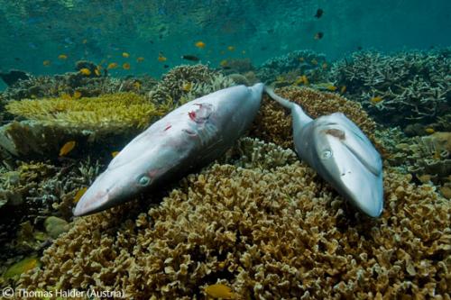 Лучшие снимки фотографов-натуралистов 2010