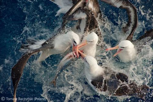 Лучшие снимки фотографов-натуралистов 2010
