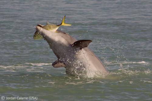 Лучшие снимки фотографов-натуралистов 2010