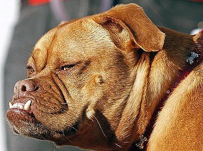 Самая страшная собака планеты