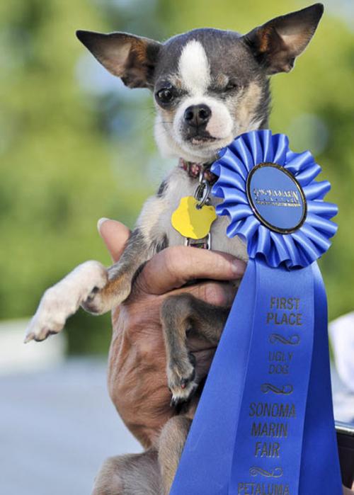 Самая страшная собака планеты
