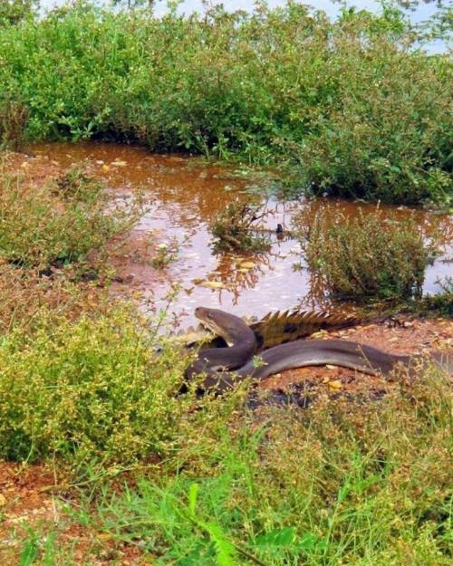 В Австралии питон съел крокодила