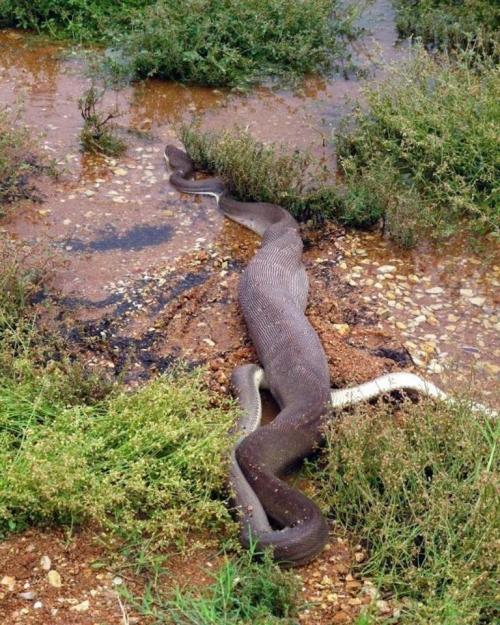В Австралии питон съел крокодила