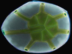 Американская художница раскрасила планктон