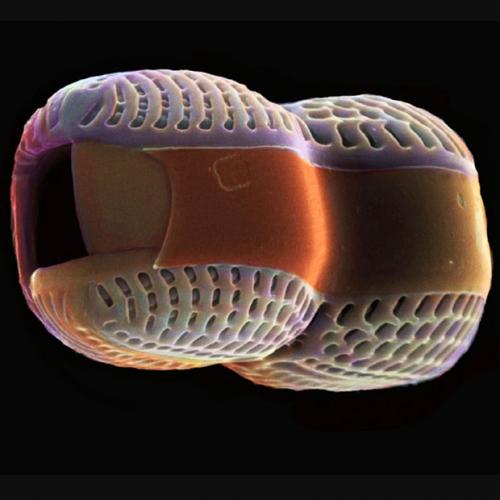 Американская художница раскрасила планктон