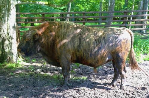 Удивительные животные — гибриды