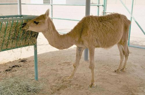 Удивительные животные — гибриды