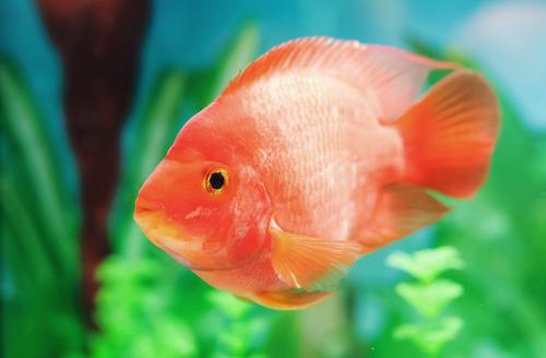 Удивительные животные — гибриды