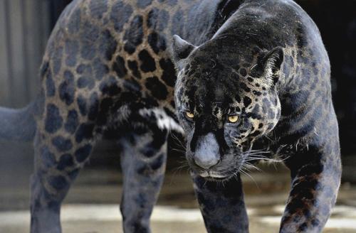 Удивительные животные — гибриды