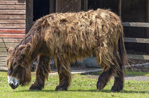 Удивительные животные — гибриды