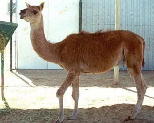 Удивительные животные — гибриды