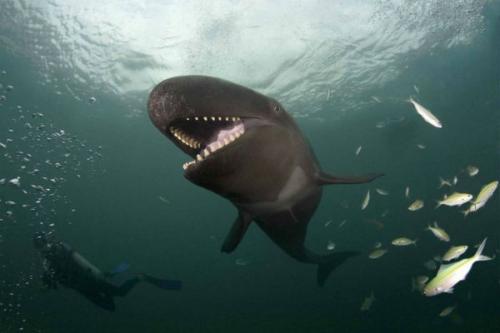 Удивительные животные — гибриды