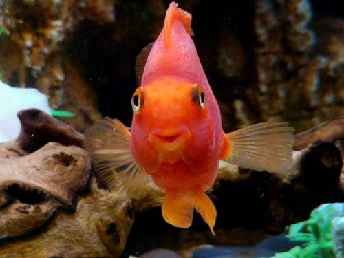 Удивительные животные — гибриды