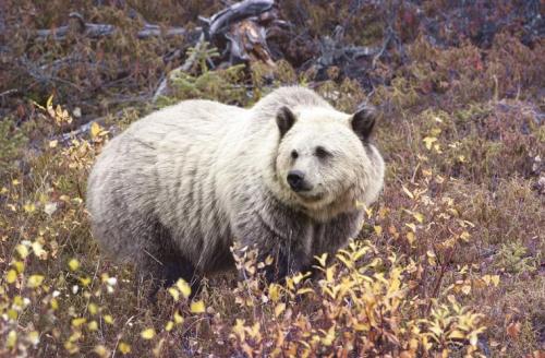 Удивительные животные — гибриды