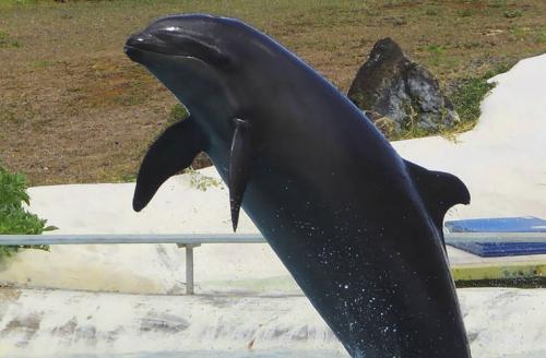 Удивительные животные — гибриды