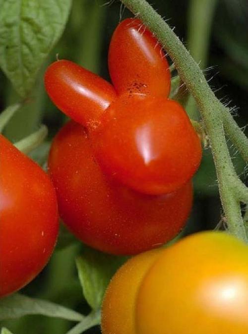 Перцы в ужасе: овощи и фрукты необычной формы