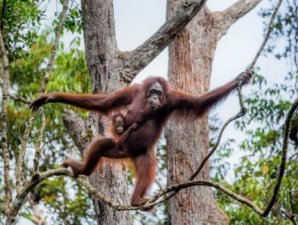 Исчезающие животные нашей планеты