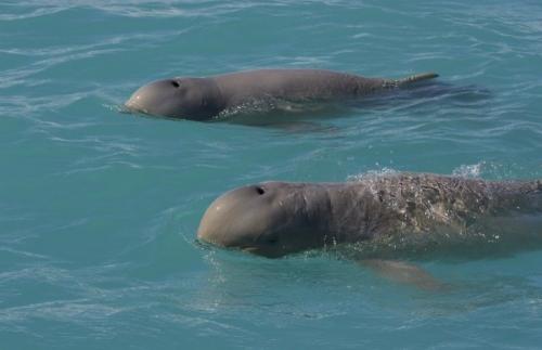 Исчезающие животные нашей планеты