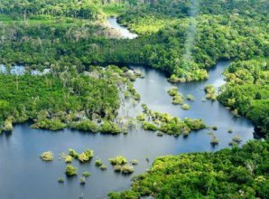 Древнейшие леса мира