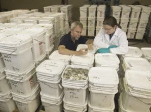 Самые крупные клады, найденные в последнее время