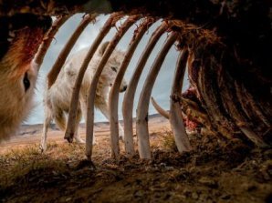 Лучшие фотографии National Geographic 2019