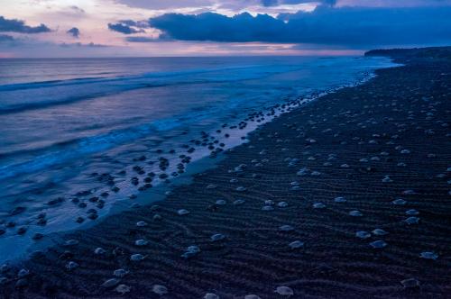 Лучшие фотографии National Geographic 2019