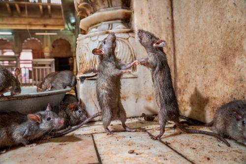 Лучшие фотографии National Geographic 2019