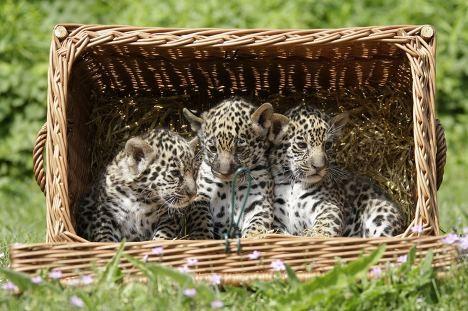 Звериные ясли: в зоопарках мира представлены новорожденные детеныши