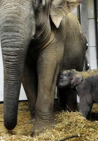 Звериные ясли: в зоопарках мира представлены новорожденные детеныши