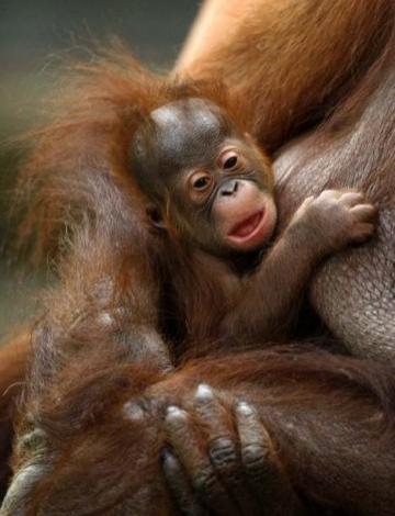 Звериные ясли: в зоопарках мира представлены новорожденные детеныши