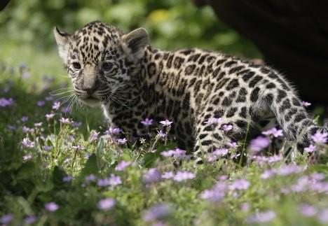 Звериные ясли: в зоопарках мира представлены новорожденные детеныши