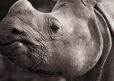 Звериные ясли: в зоопарках мира представлены новорожденные детеныши