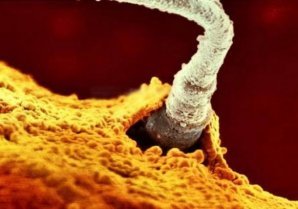 Начало жизни: от зачатия до рождения