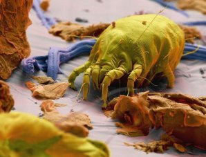 Самые ужасные микроскопические монстры