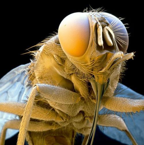 Самые ужасные микроскопические монстры