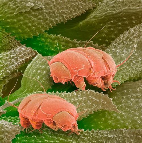 Самые ужасные микроскопические монстры