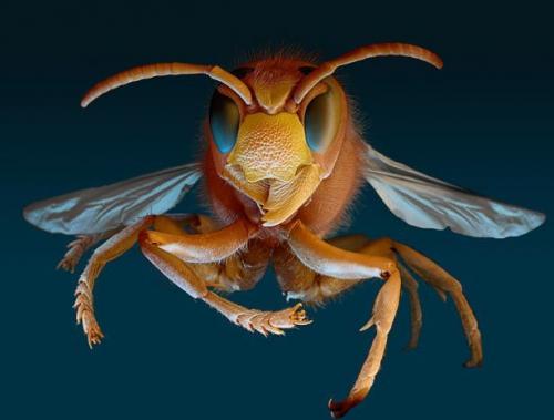 Самые ужасные микроскопические монстры