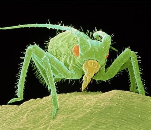 Самые ужасные микроскопические монстры