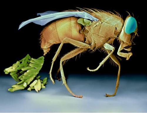 Самые ужасные микроскопические монстры