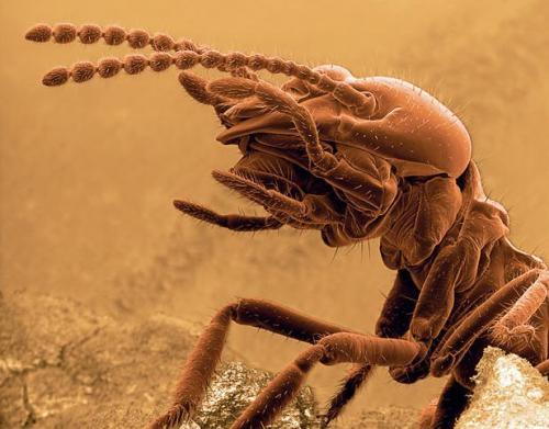 Самые ужасные микроскопические монстры