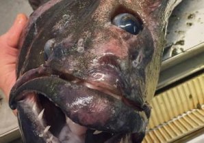 Ужасающие неизвестные науке создания