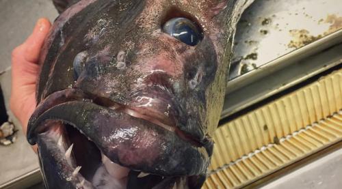 Ужасающие неизвестные науке создания