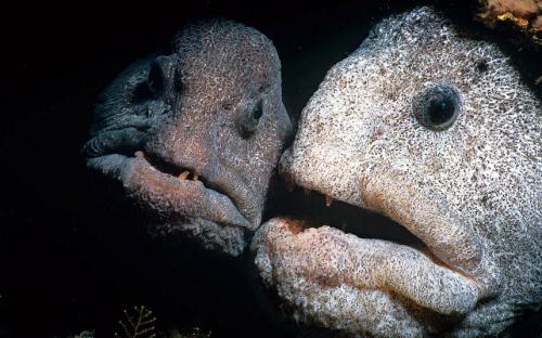 Ужасающие морские существа