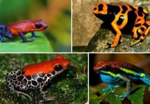 Самые ядовитые существа в мире