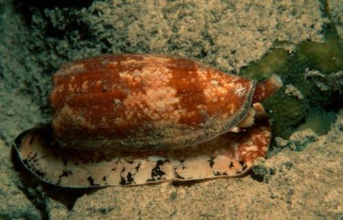 Самые ядовитые существа в мире